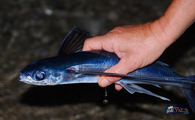pesce rondine1.jpg